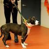 After Oreo's Euthanization, Animal Group Defends ASPCA